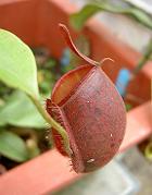 Nepenthes ampullaria 'harlequin' 1